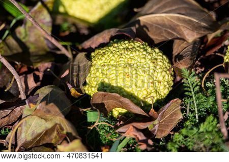 Maclura Pomifera Or Osage Orange. Ripe Fruits Of Maclura.