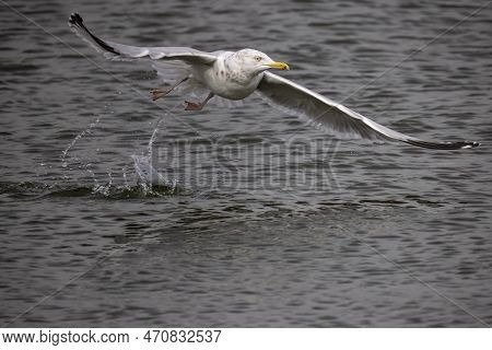The Herring Gull (larus Argentatus) In Flight