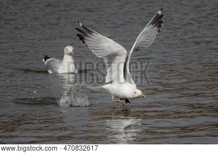 The Herring Gull (larus Argentatus) In Flight