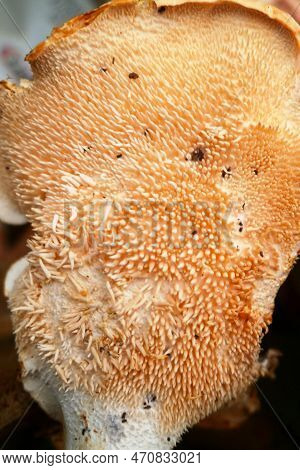 Close-up On The Spore Spines Of A Hedgehog Mushroom (hydnum Repandum).