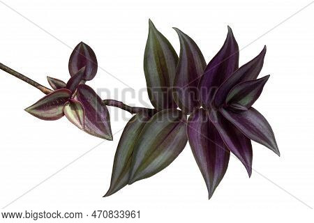 Purple And White Leaf Of Tradescantia Zebrina Bosse, Silvery Wandering Jew Or Silver Inch Plant Isol