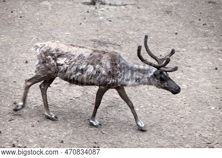 A Male Siberian Reindeer (rangifer Tarandus) Walking Peacefully.