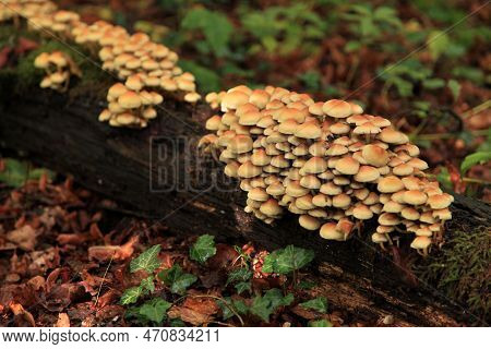 Close-up On A Bunch Of Sulphur Tufts (hypholoma Fasciculare) Growing On A Fallen Tree Trunk In The W