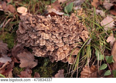Close-up On Umbrella Polypores (polyporus Umbellatus) Growing On Dead Wood.