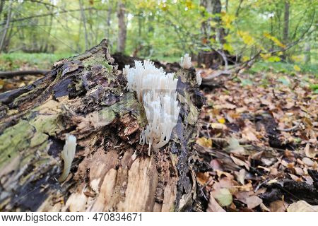 Artomyces Pyxidatus Is A Coral Fungus That Is Commonly Called Crown Coral Or Crown-tipped Coral Fung