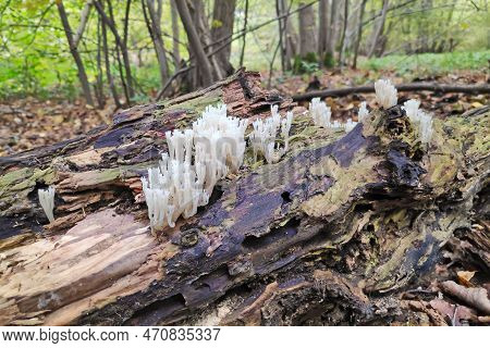 Artomyces Pyxidatus Is A Coral Fungus That Is Commonly Called Crown Coral Or Crown-tipped Coral Fung