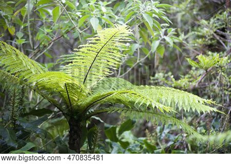 Cyathea Borbonica In Grand Étang In Reunion Island.