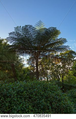Cyathea Borbonica Near Grand Étang In Reunion Island.