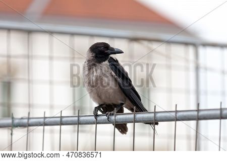 The Hooded Crow (corvus Cornix) Is A Eurasian Bird Species In The Corvus Genus. Widely Distributed, 