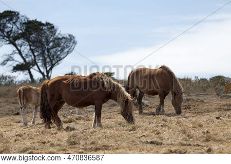 The Postier Breton, A Jewel In The Crown Of Livestock, Was Originally A Post Horse Used Both For Tea