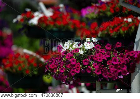 Petunia Or Petunia-atkinsiana.pots With Petunias Hanging On The Wall.
