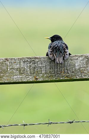 The Common Starling (sturnus Vulgaris), Also Known As The European Starling, Or In The British Isles