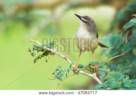 Tawny-flankeret Torben siddende