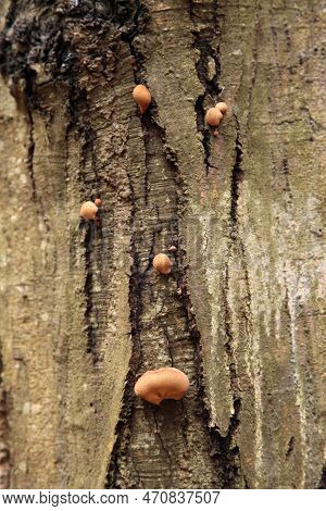 Close-up On A Wolf's Milk (lycogala Epidendrum) Growing On A Tree Trunk In The Woods.
