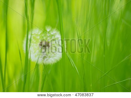 Paardebloem bloem in een weide met groen gras