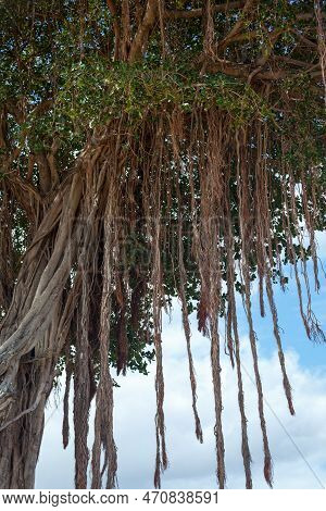 Ficus Benghalensis, Commonly Known As The Banyan, Banyan Fig And Indian Banyan, Is A Tree Native To 