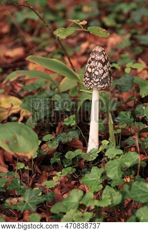 Coprinopsis Picacea Is A Species Of Fungus In The Psathyrellaceae. It Is Commonly Called Magpie Fung