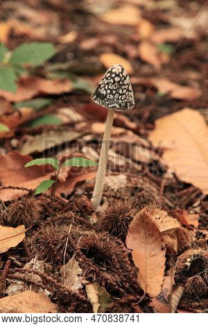Coprinopsis Picacea Is A Species Of Fungus In The Psathyrellaceae. It Is Commonly Called Magpie Fung