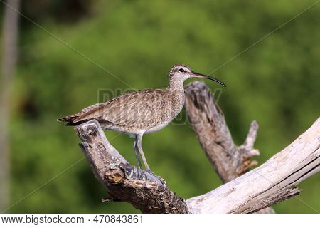 Hudsonian Whimbrel (numenius Hudsonicus) Isolated, Perched On A Dry Tree