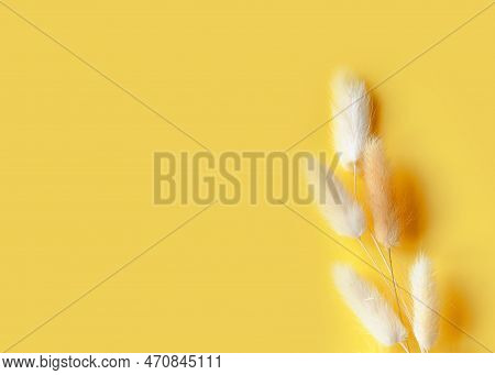 Nice Lagurus On Yellow Light Spring Background. Flat Lay.