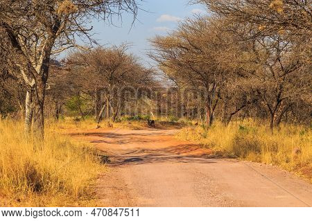 Andersson Trail In Waterberg Plateau National Park, Kalahari, Otjiwarongo, Namibia, Africa. Communal