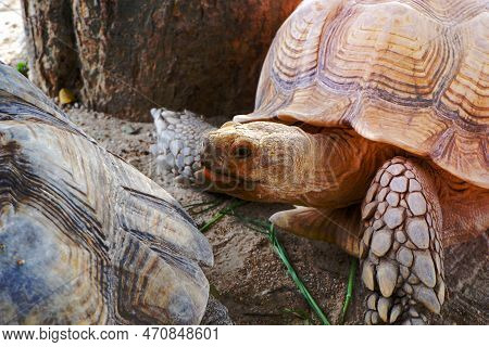 A Giant Tortoise With Large, Thick Scales On Its Legs That Walks Freely On Land. Big Turtle At The Z