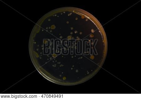 Petri Dish And Culture Media With Bacteria On Black Background With Clipping, Test Various Germs, Vi