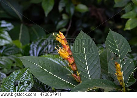 Flower Of A Sanchezia Speciosa