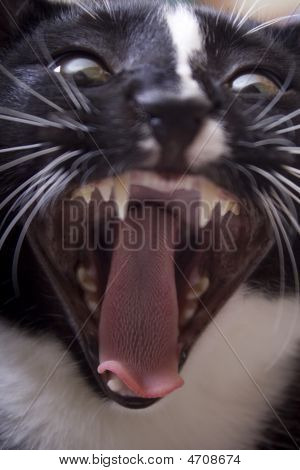 Kat