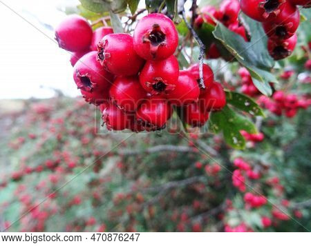 Wild Hawthorn Berries In Natural Conditions, A Medicinal Plant, Harvesting Berries