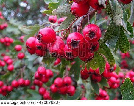 Wild Hawthorn Berries In Natural Conditions, A Medicinal Plant, Harvesting Berries