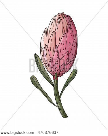Realistic Hand Drawn Vector Illustration Of Unopened Prothea Flower Bud. Tropical King Flower Protea