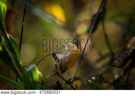 Snail - Small Animal On Meadow Plants