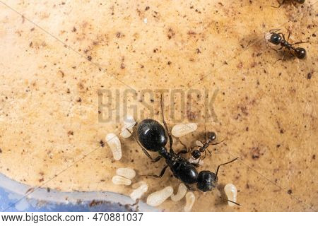 Ant Queen And Worker Ants Reaper, Ant Eggs On A Plaster Platform Of An Acrylic Ant Farm.