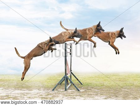 Young Belgian Shepherd Training In The Nature For Security