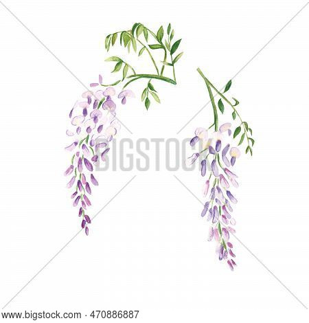 Wisteria Watercolor Flower. Botanical Illustration Isolated On White Background. Can Be Used For Sti