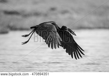 Mono African Openbill Crosses River Flapping Wings