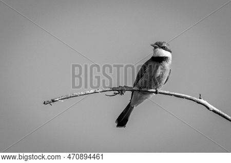 Mono Little Bee-eater On Branch Watching Camera