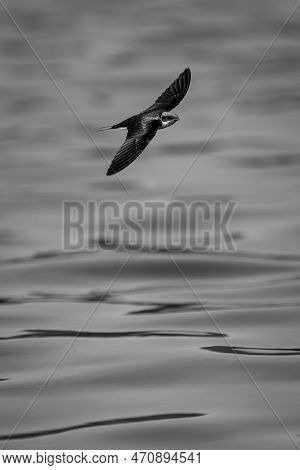 Mono Wire-tailed Swallow With Catchlight Over River