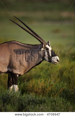 Gemsbok 초상화