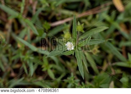 Top View Of False Daisy Or Bhringraj Flower On Its Plant With Selective Focus, Also Known As Eclipta