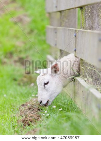 Sheep Eating