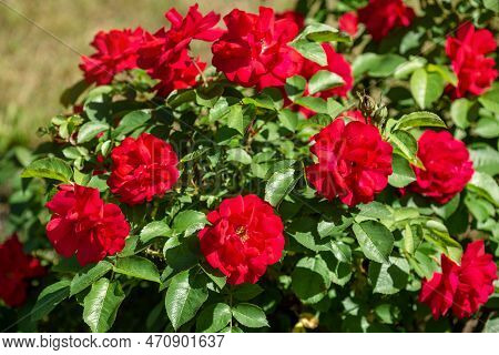 Lush Flowering Bush Of Red Rose Variety Hansaland (korhassi, Charles Notcutt)