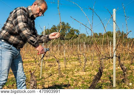 Farmer Pruning The Vine In Winter. Agriculture.