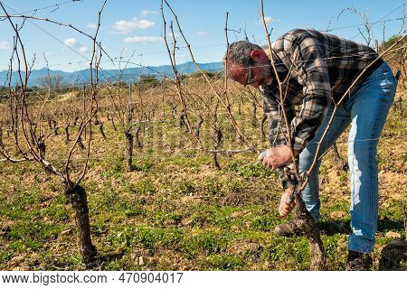 Farmer Pruning The Vine In Winter. Agriculture.