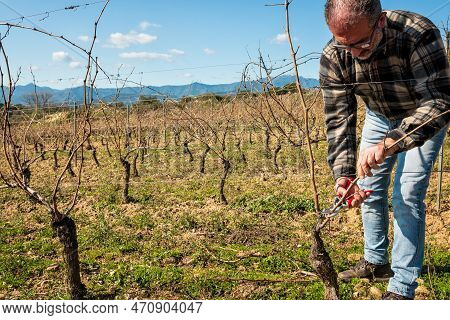 Farmer Pruning The Vine In Winter. Agriculture.