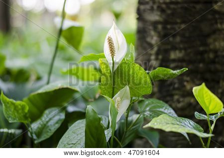 Small Spadix In The Forest