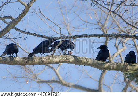 A Small Flock Of American Crows (corvus Brachyrhynchos) In A Tree