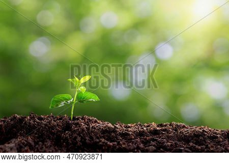 Small Tree Planted With Sunrise Green Earth And Earth Day Concept. A Planted Tree Seedling, Green Bo