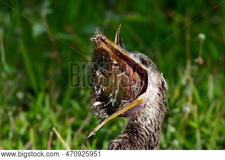 Anhinga - Anhinga Anhinga - Swallowing Large Fish On Anhinga Trail In Everglades National Park, Flor